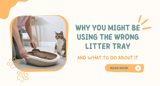 Comparing the Top 5 Litter Trays for Cats: Pros and Cons
